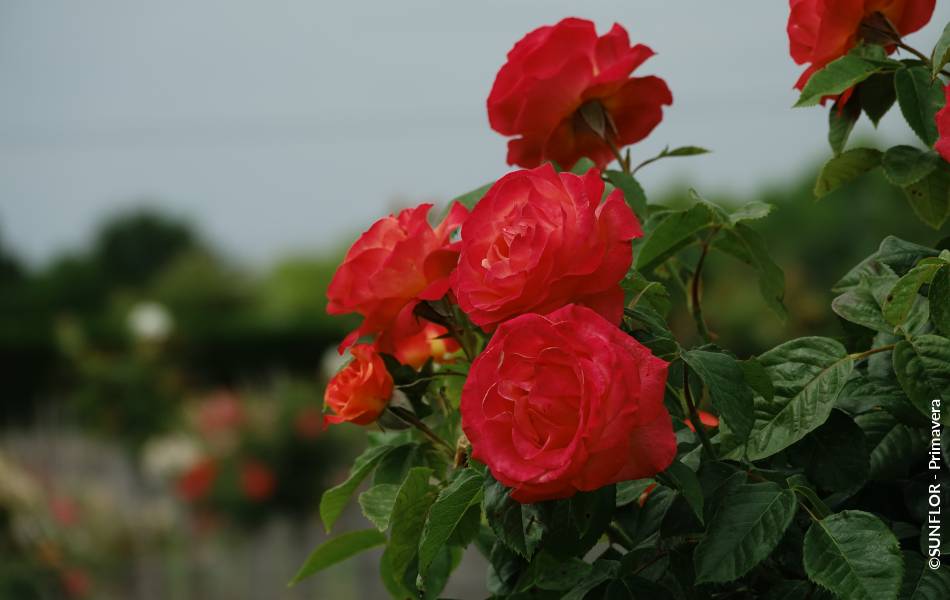 ©SUNFLOR - Primavera